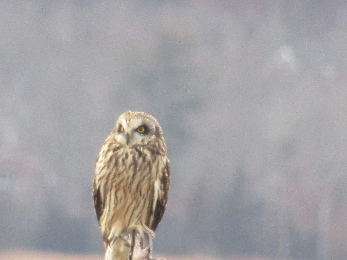 Hibou des marais - ML629359069