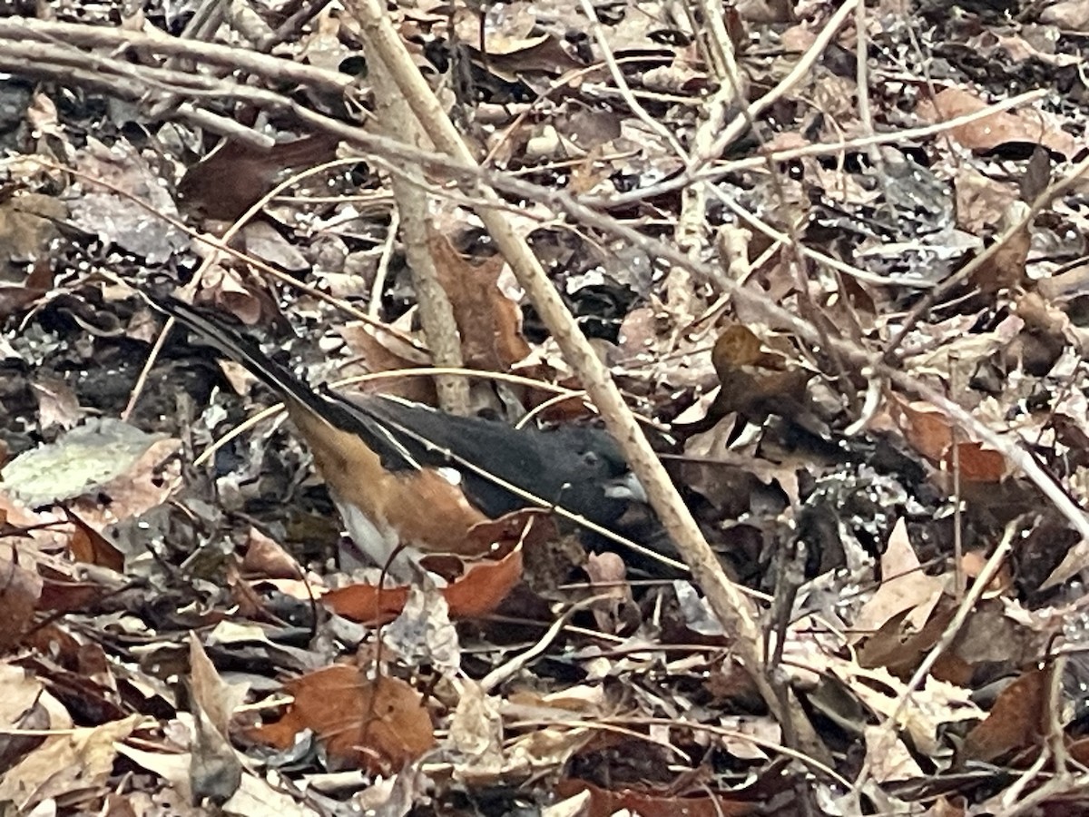 Eastern Towhee - ML629359130