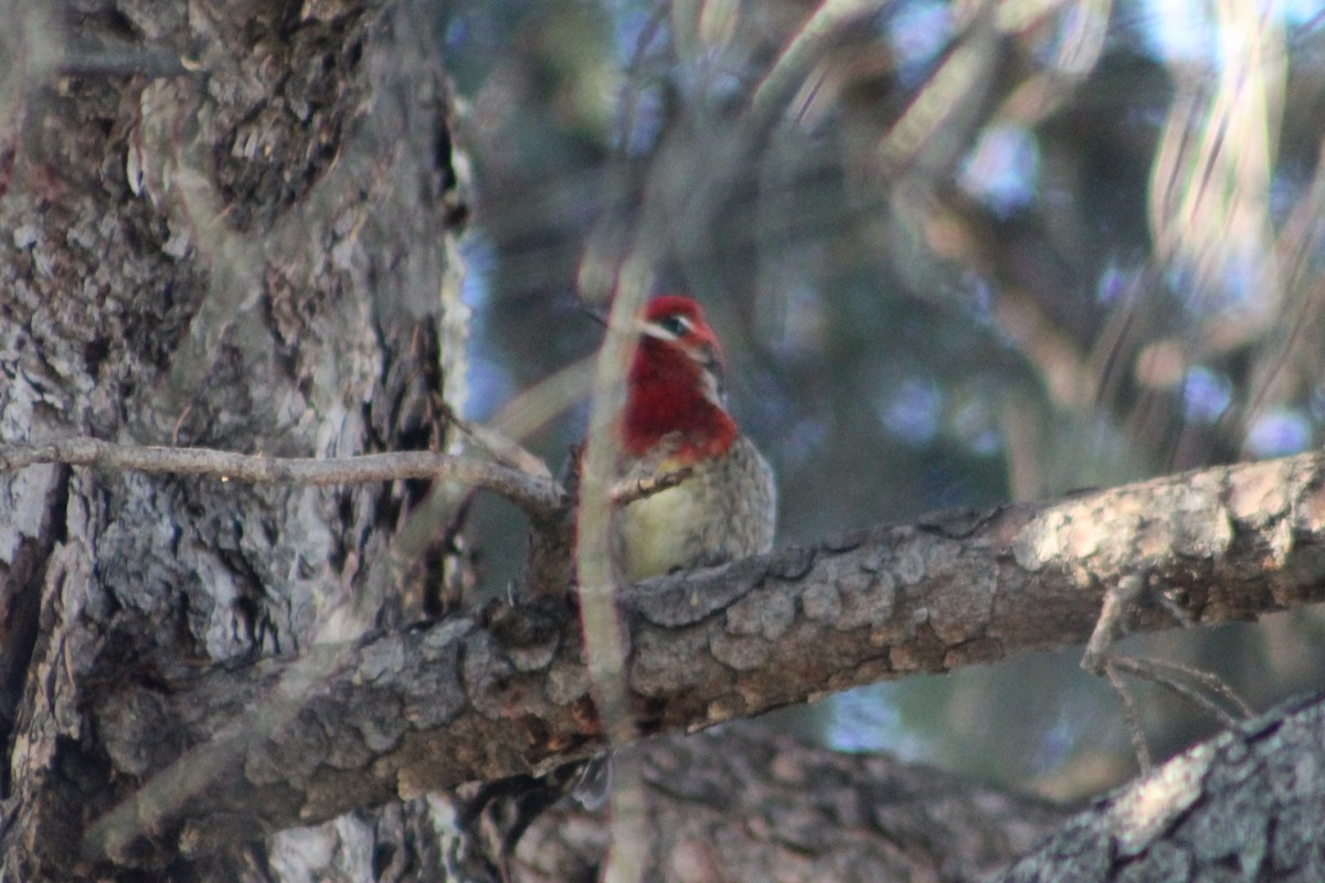 Red-breasted Sapsucker (daggetti) - ML629359487