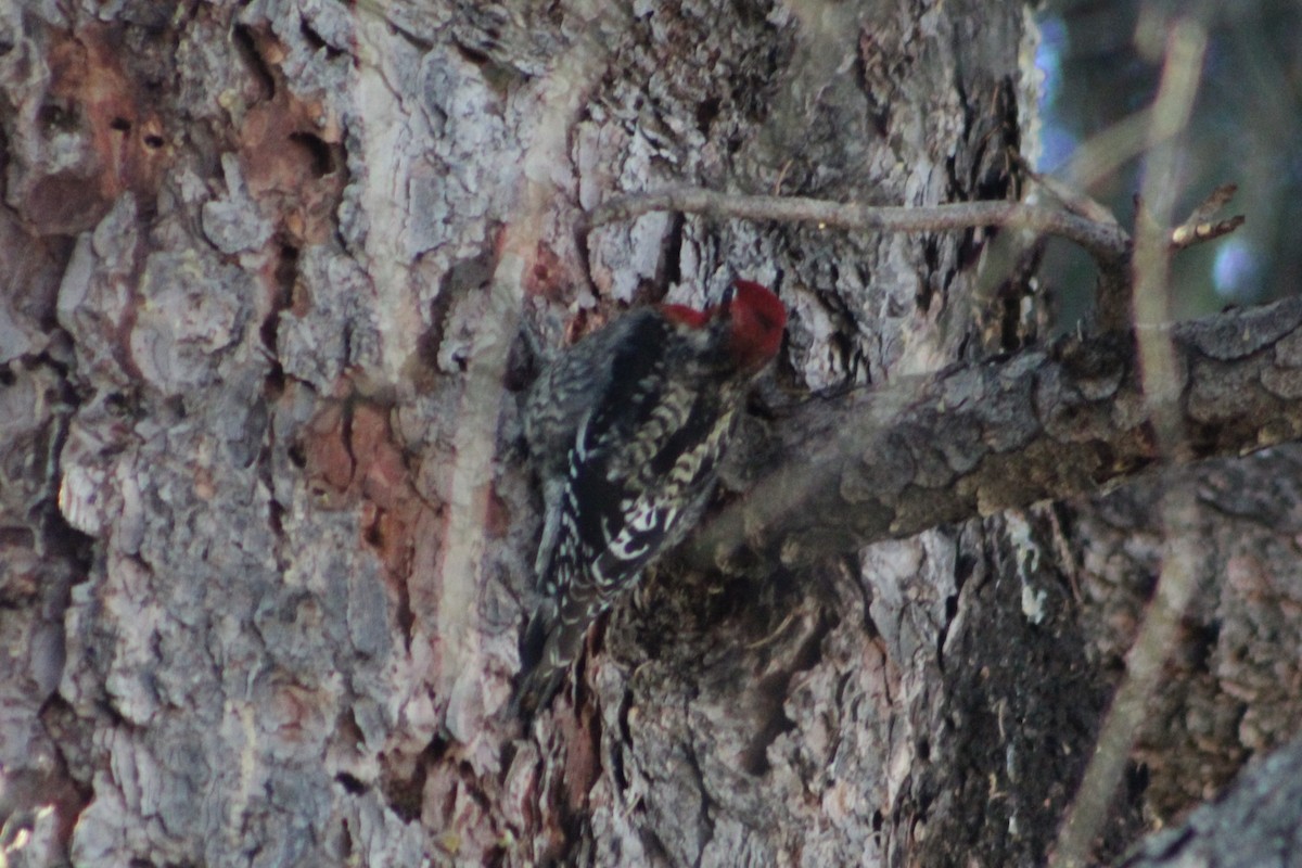 Red-breasted Sapsucker (daggetti) - ML629359488