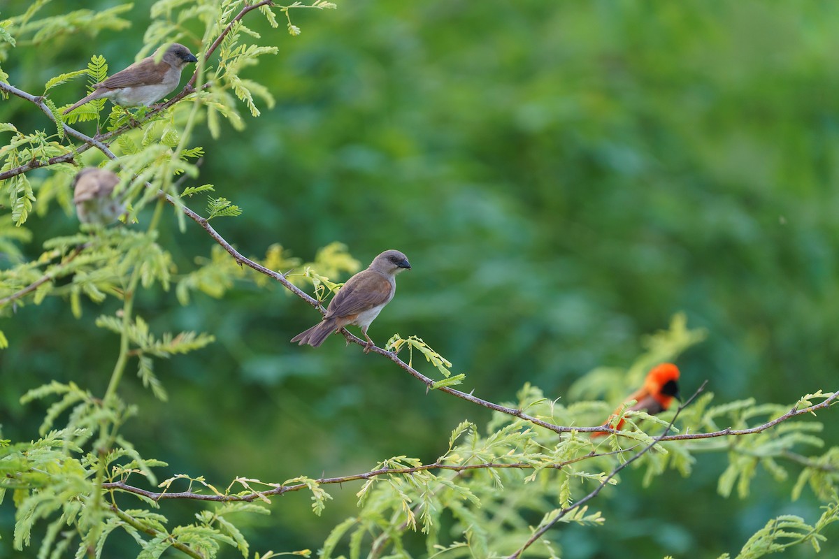 Northern Red Bishop - ML629359571