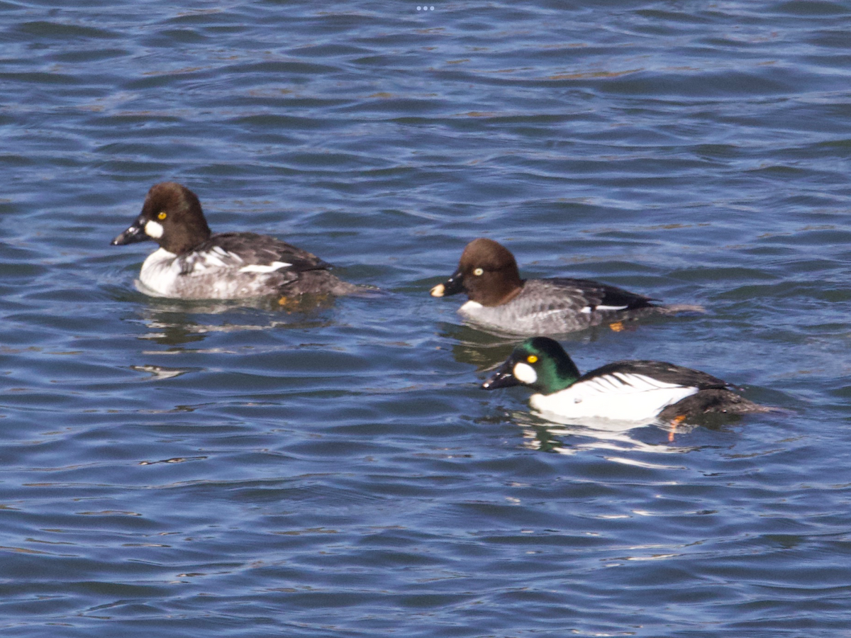 Common Goldeneye - ML629359740