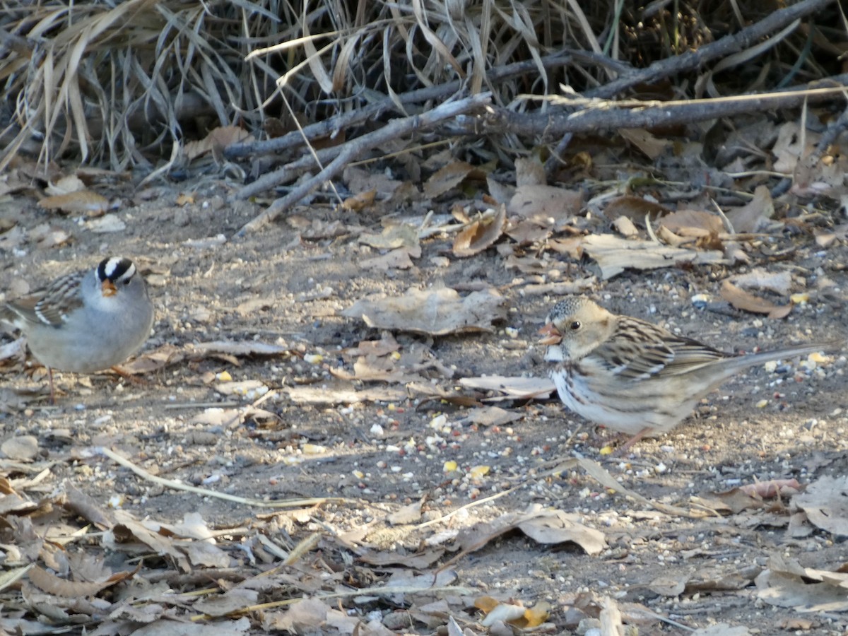 Harris's Sparrow - ML629360117