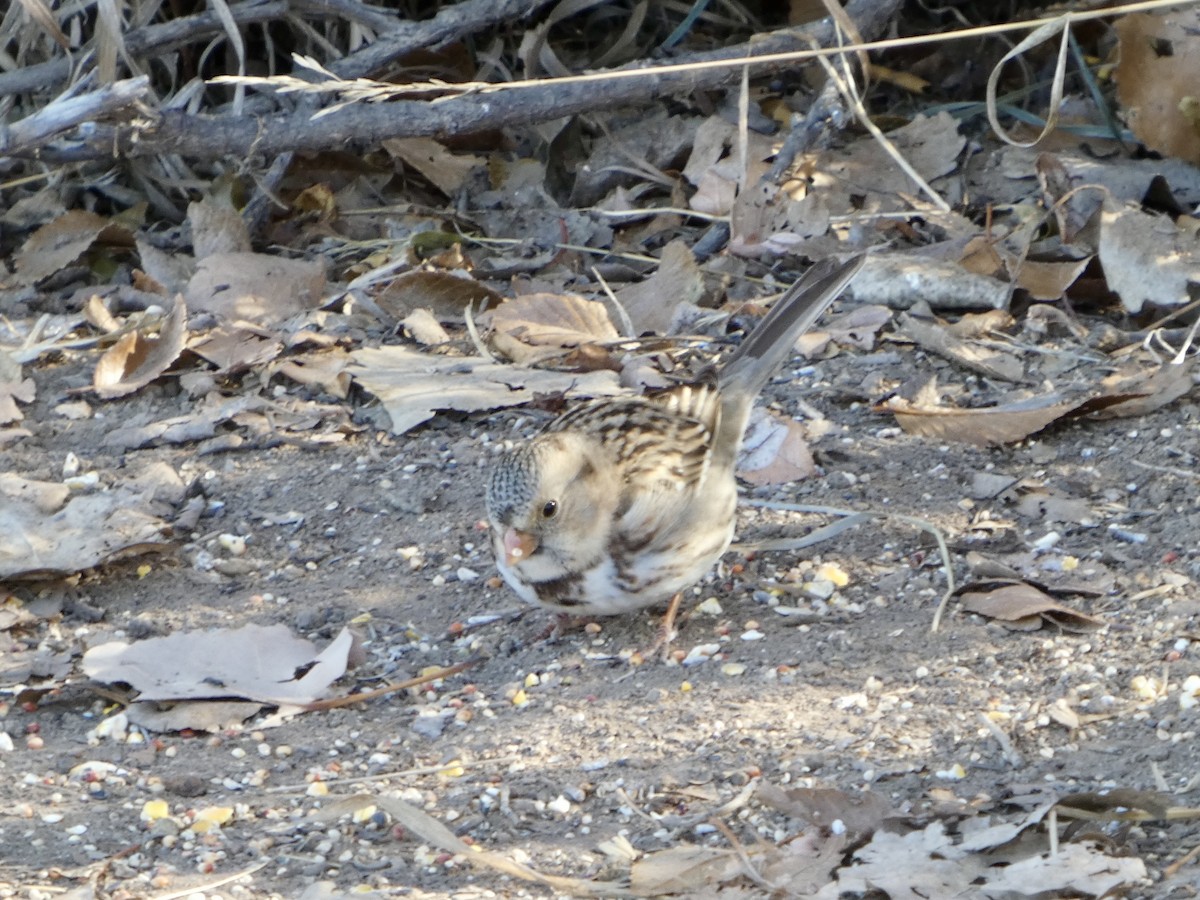 Harris's Sparrow - ML629360118