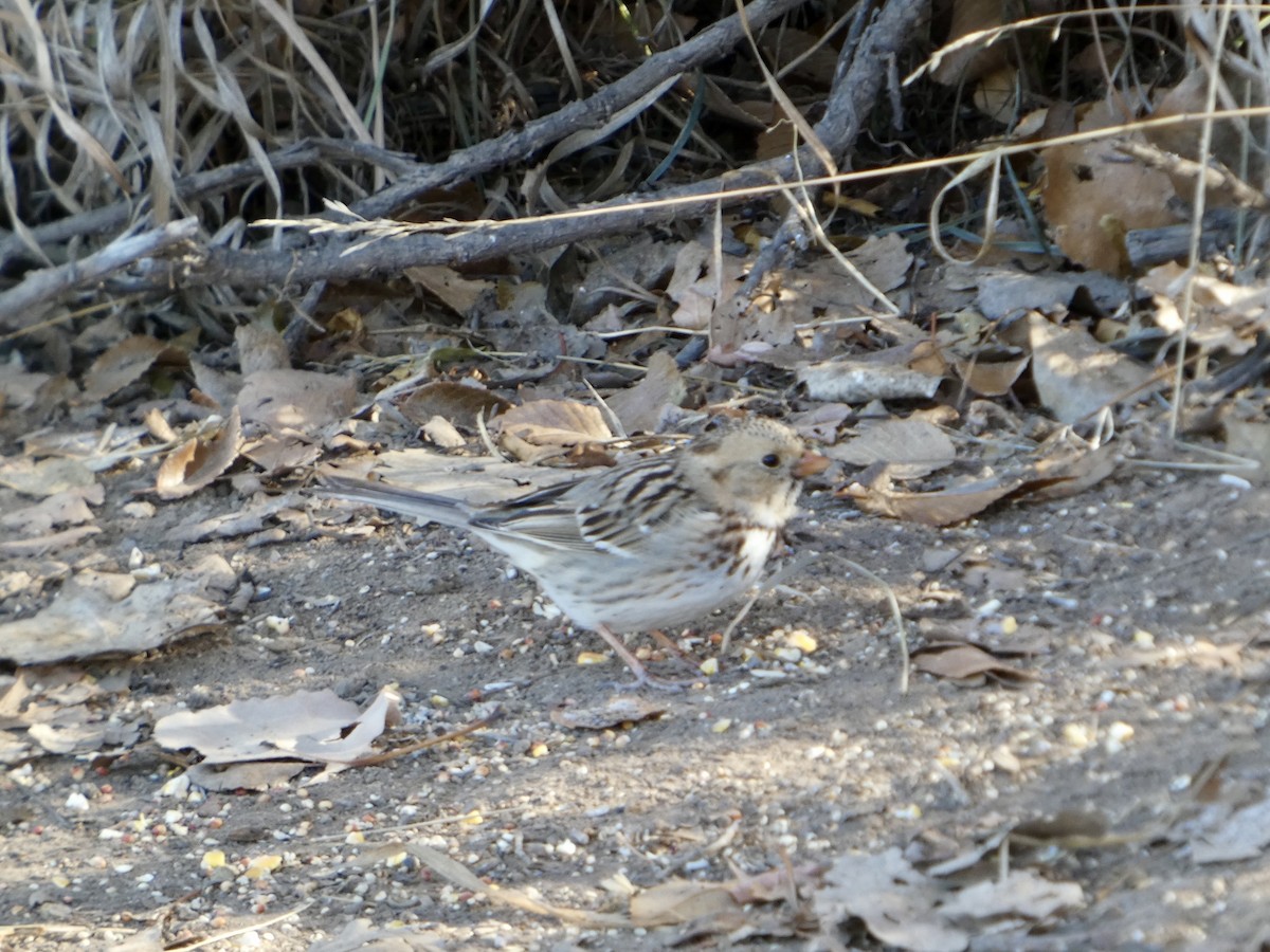 Harris's Sparrow - ML629360119