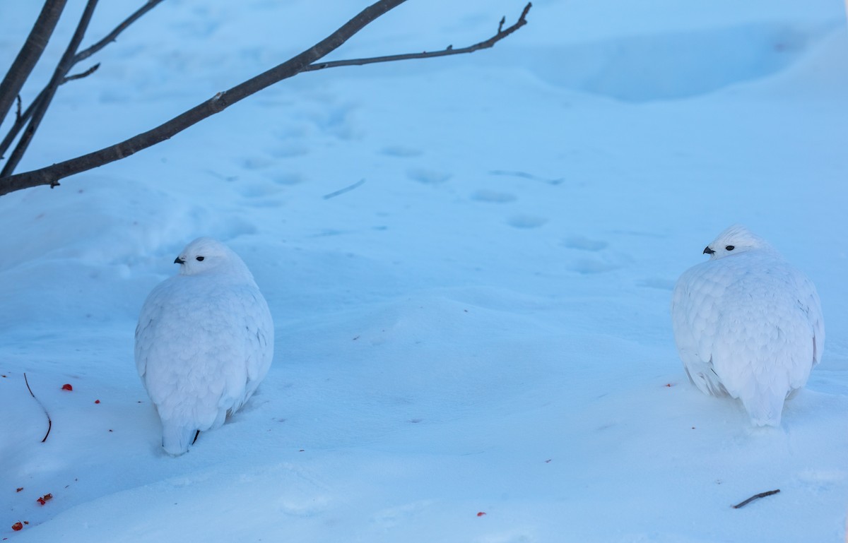 Willow Ptarmigan - ML629360287
