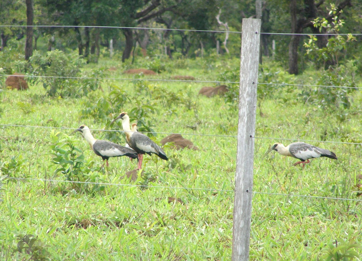 Buff-necked Ibis - ML629360366