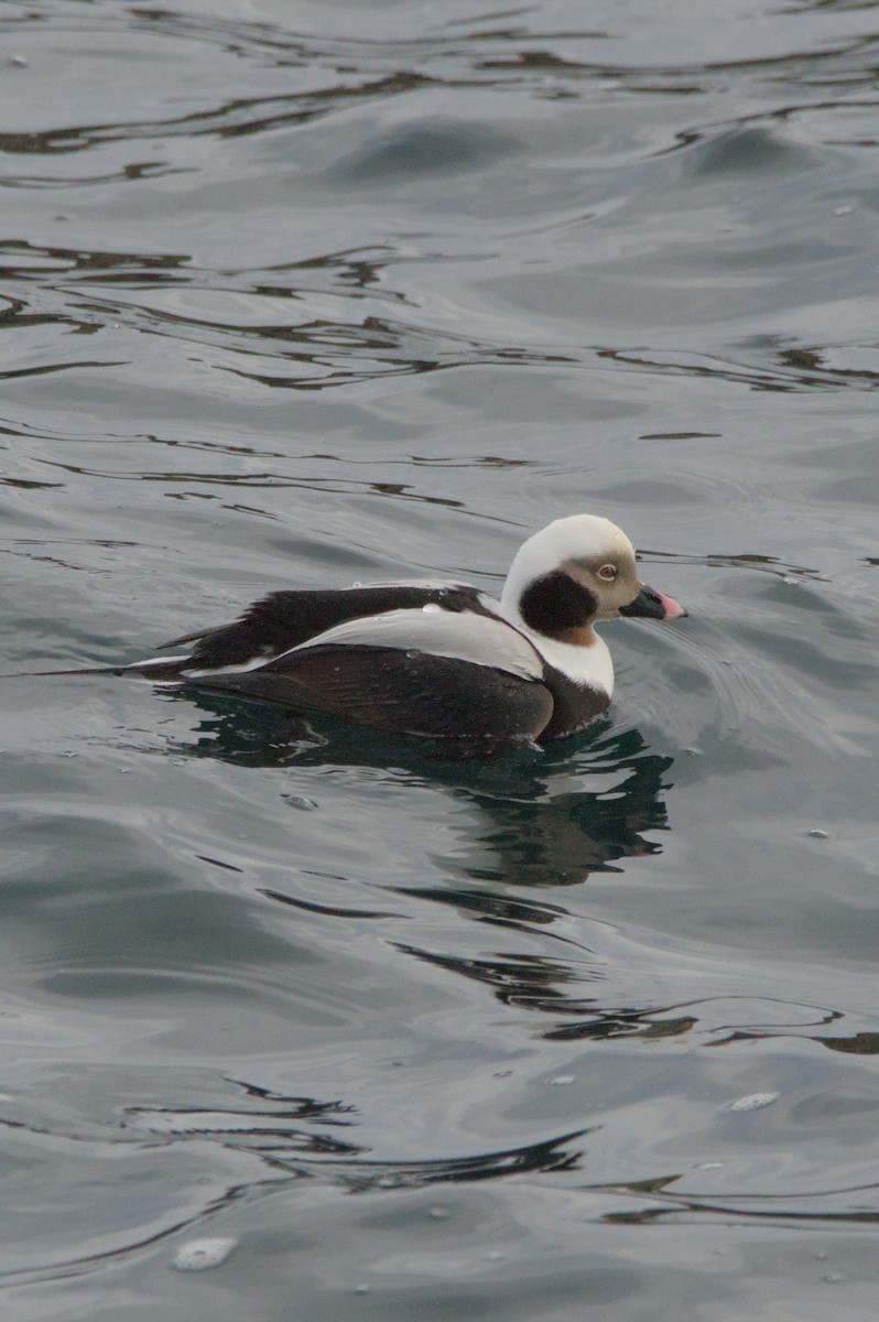 Long-tailed Duck - ML629360400