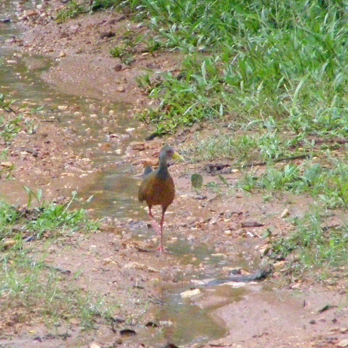 Gray-cowled Wood-Rail - ML629360473