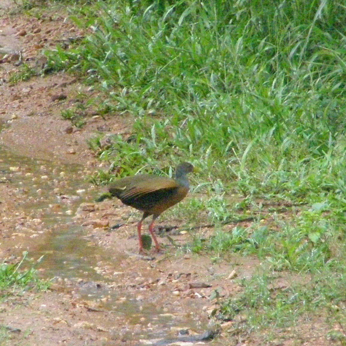 Gray-cowled Wood-Rail - ML629360478