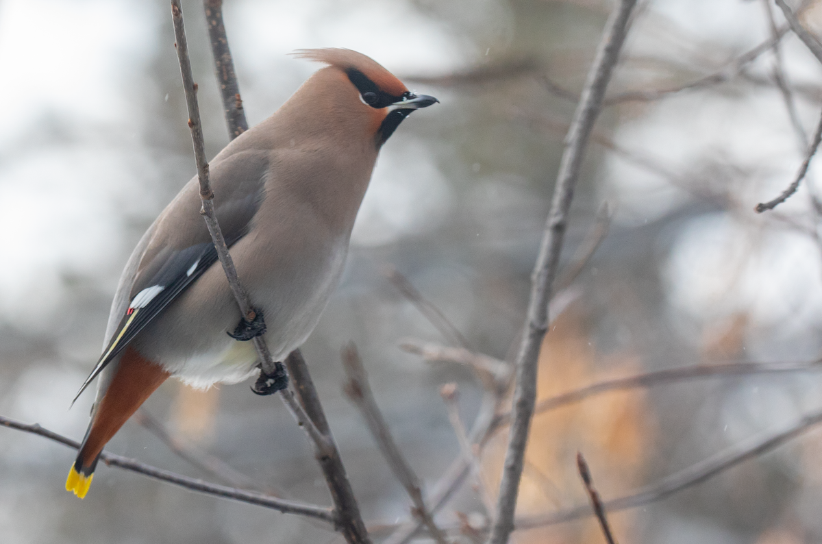 Bohemian Waxwing - ML629360515