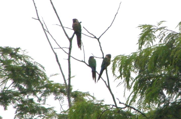 Green-cheeked Parakeet - ML629360597