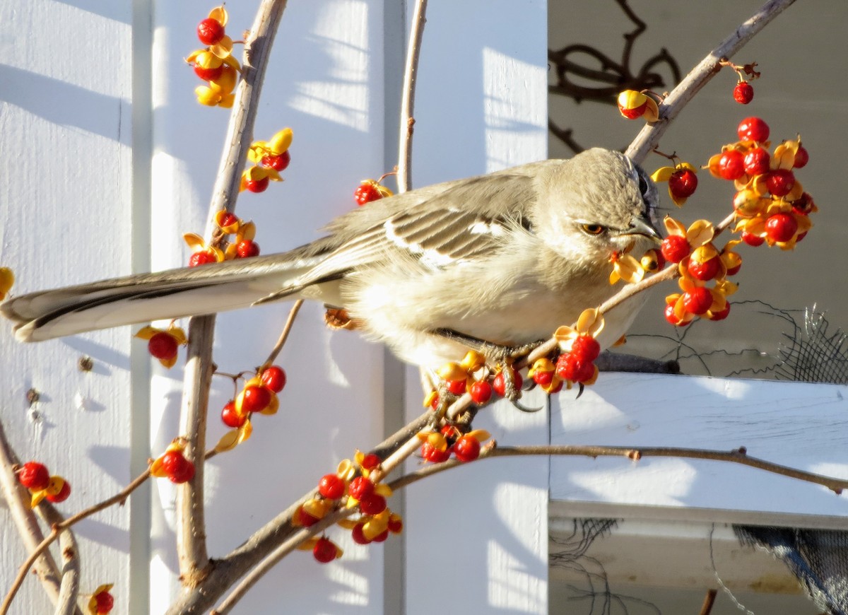 Northern Mockingbird - ML629360666