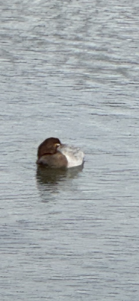 帆背潛鴨 - ML629360849