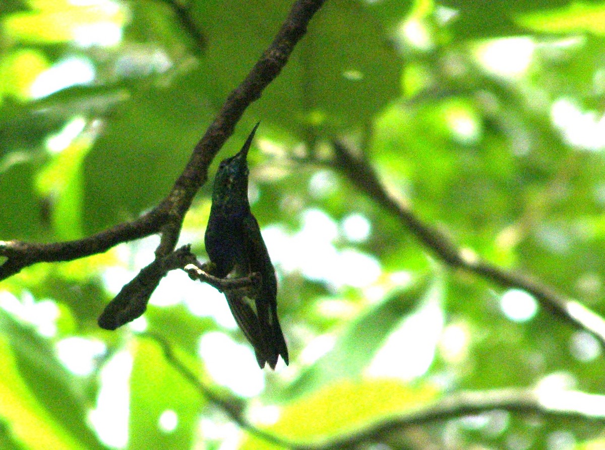 Fork-tailed Flycatcher - ML629360899