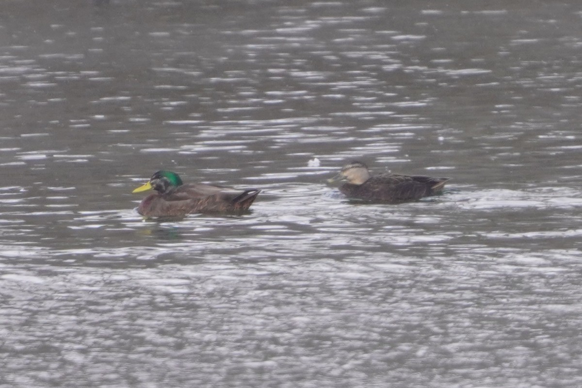 Mallard x American Black Duck (hybrid) - ML629361268