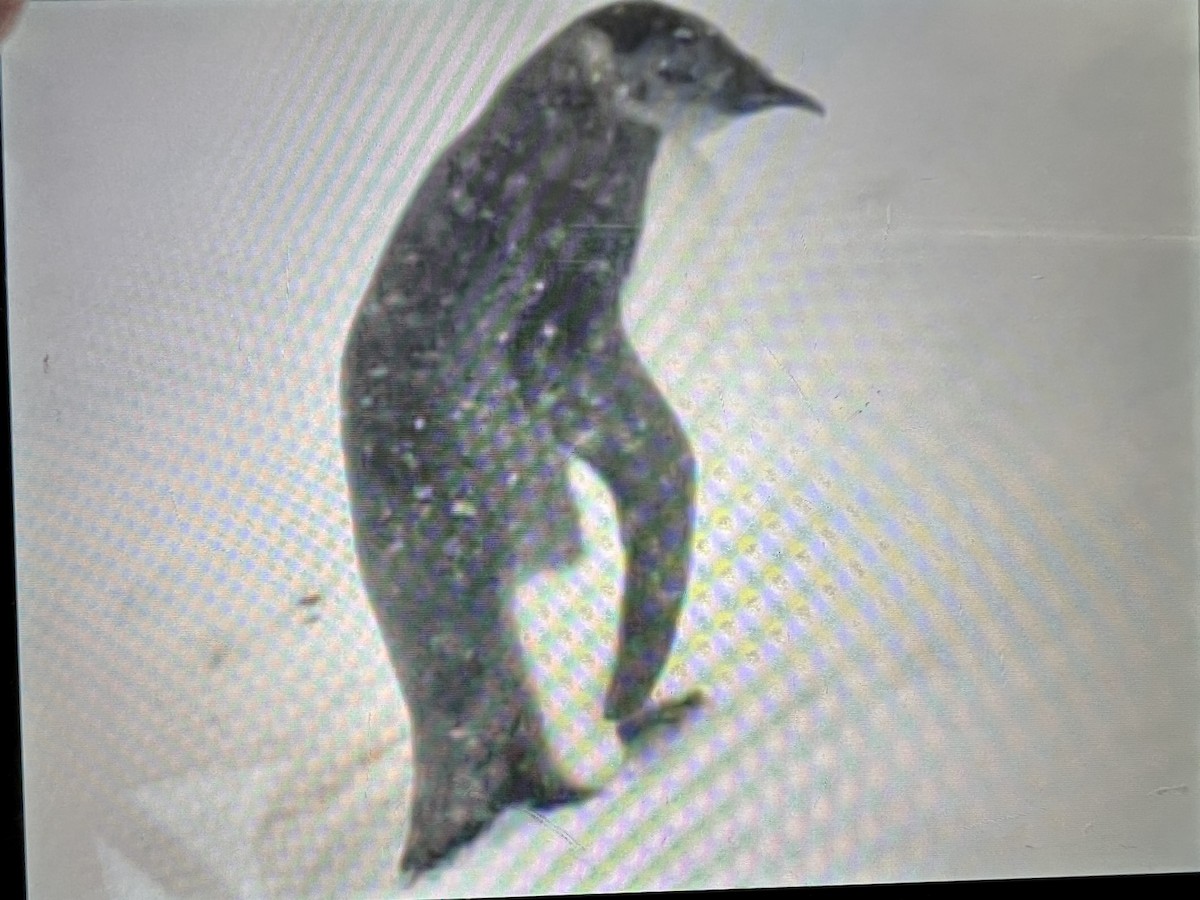 Emperor Penguin - ML629361269