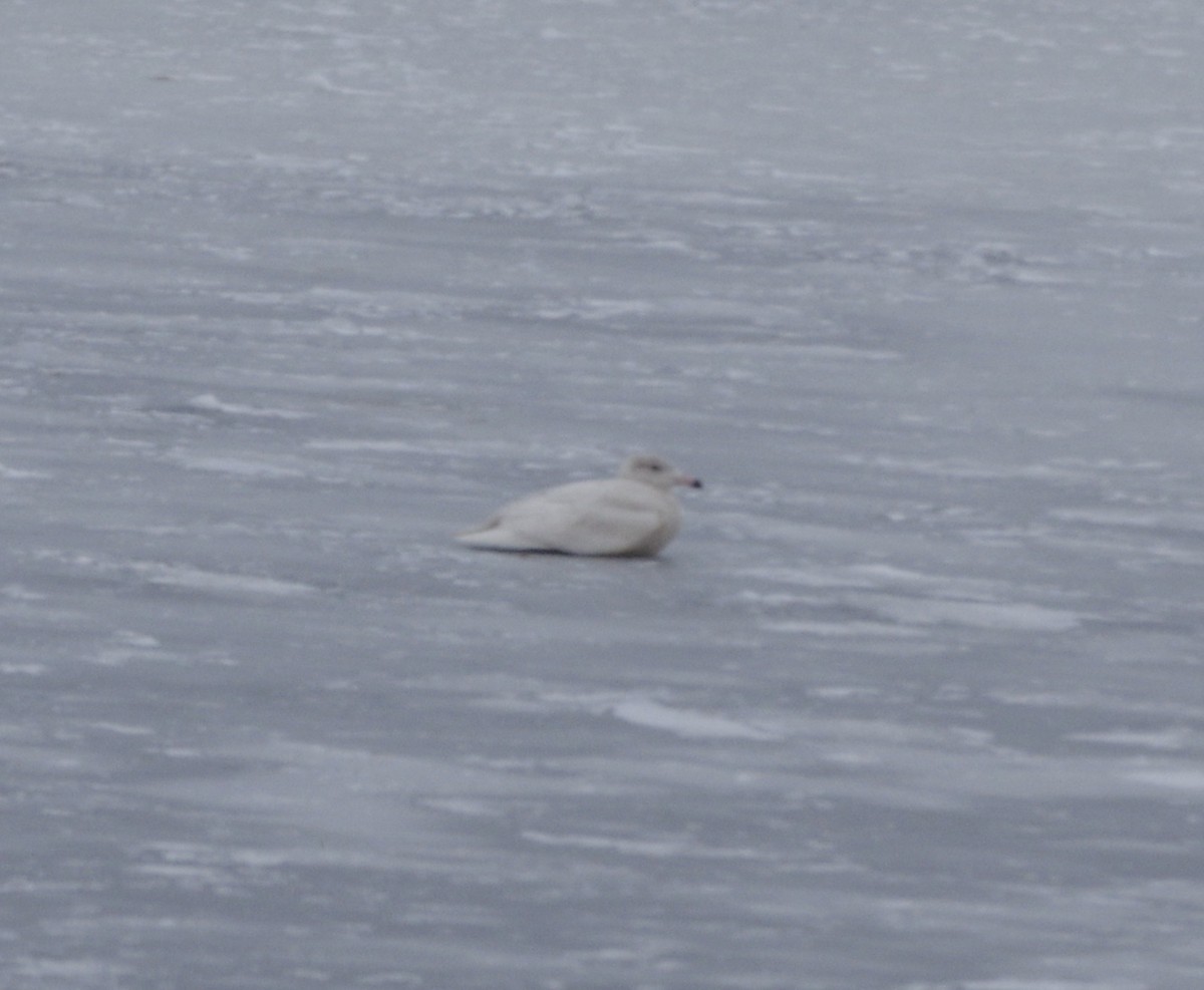 Glaucous Gull - ML629361413