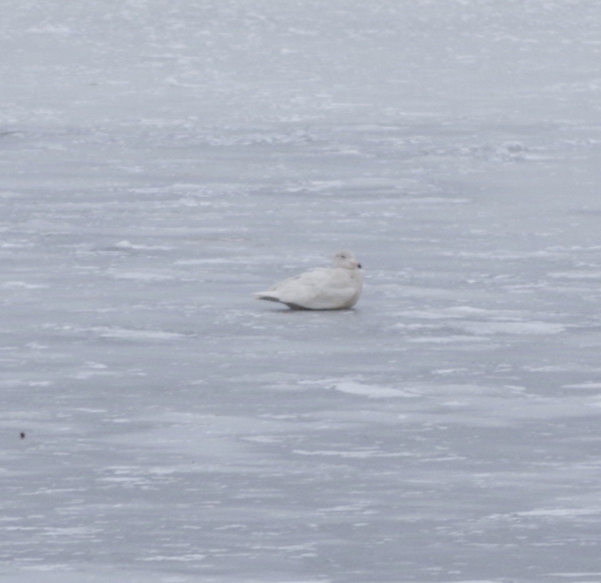 Glaucous Gull - ML629361414