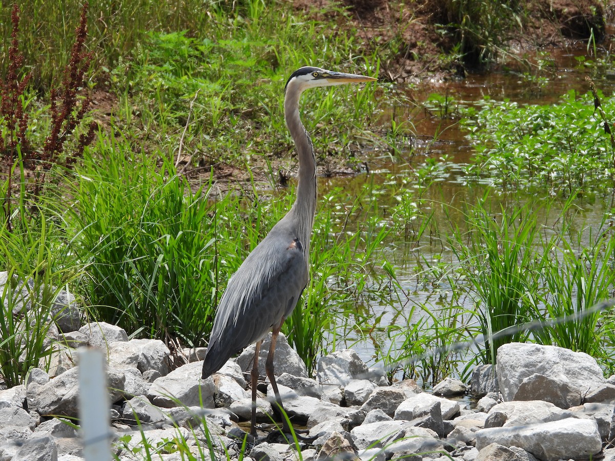 Great Blue Heron - ML629361456