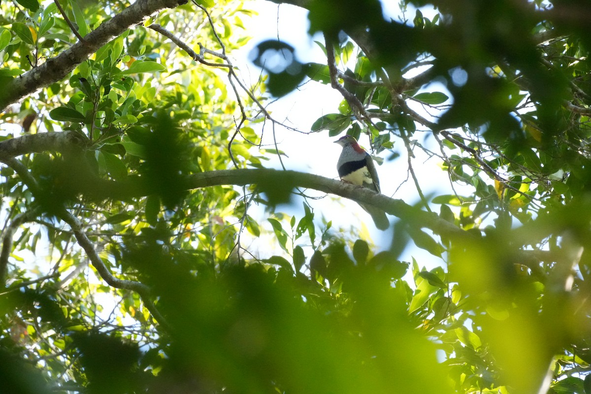 Superb Fruit-Dove - ML629361726