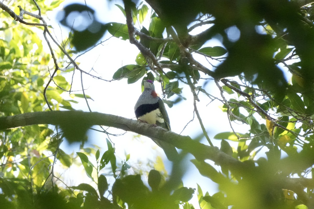 Superb Fruit-Dove - ML629361757