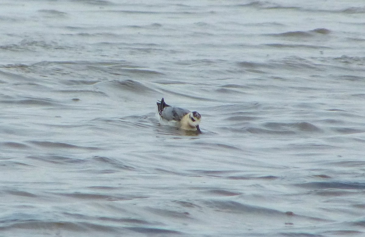 Red Phalarope - Dan Duso