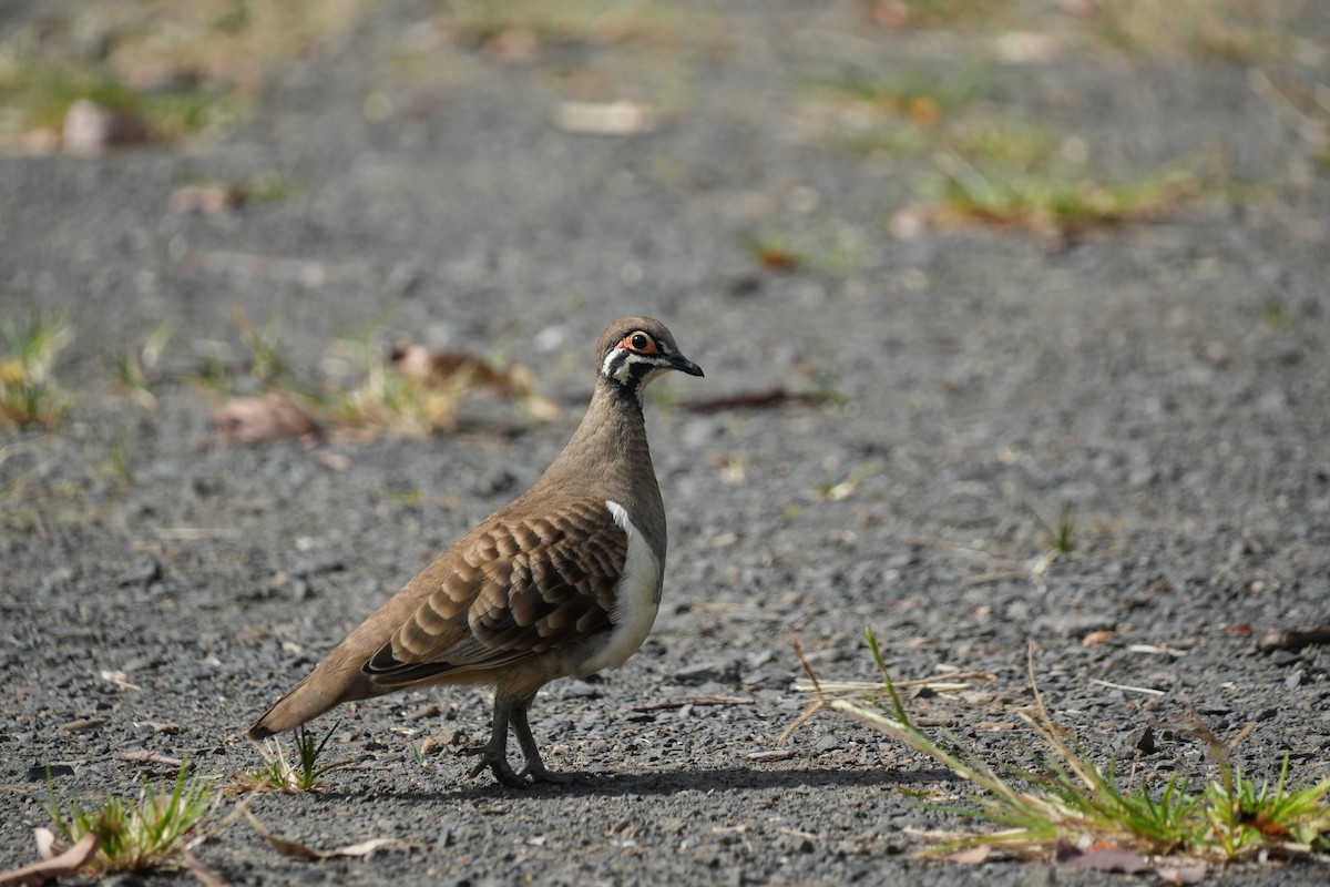 Squatter Pigeon - ML629361926