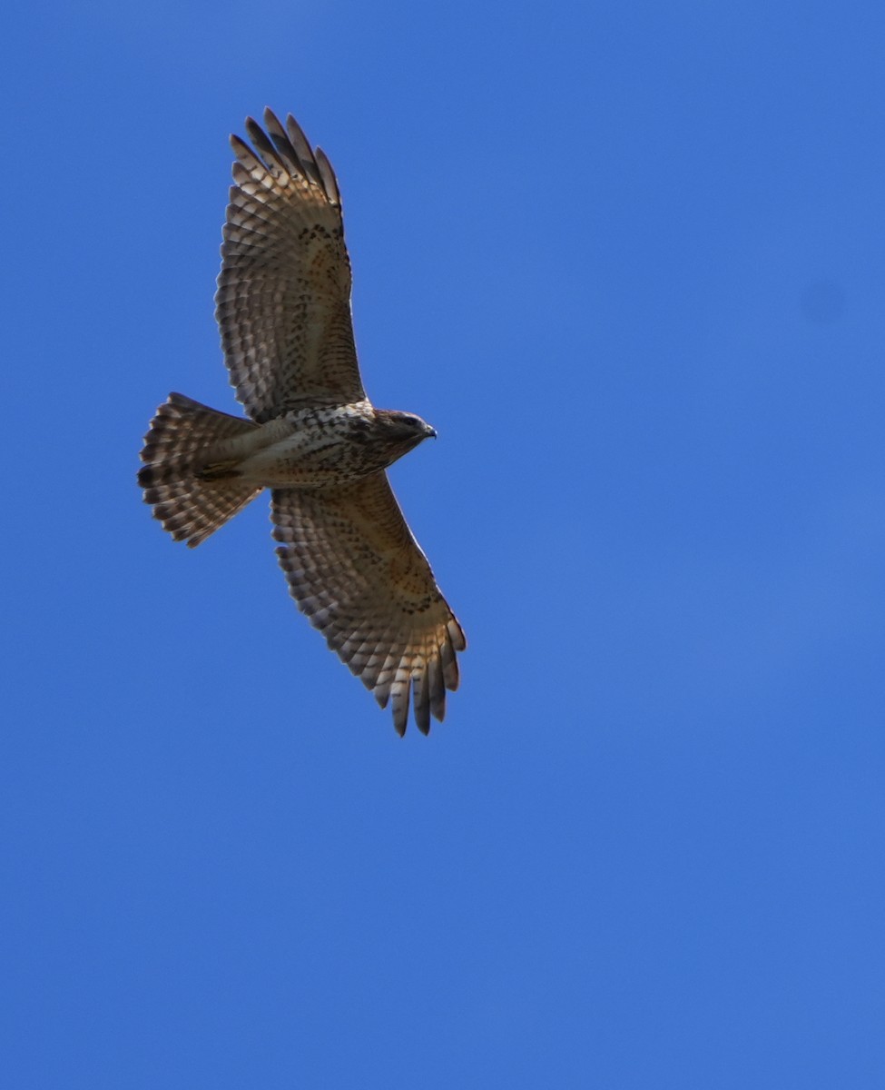 Red-shouldered Hawk - ML629362266