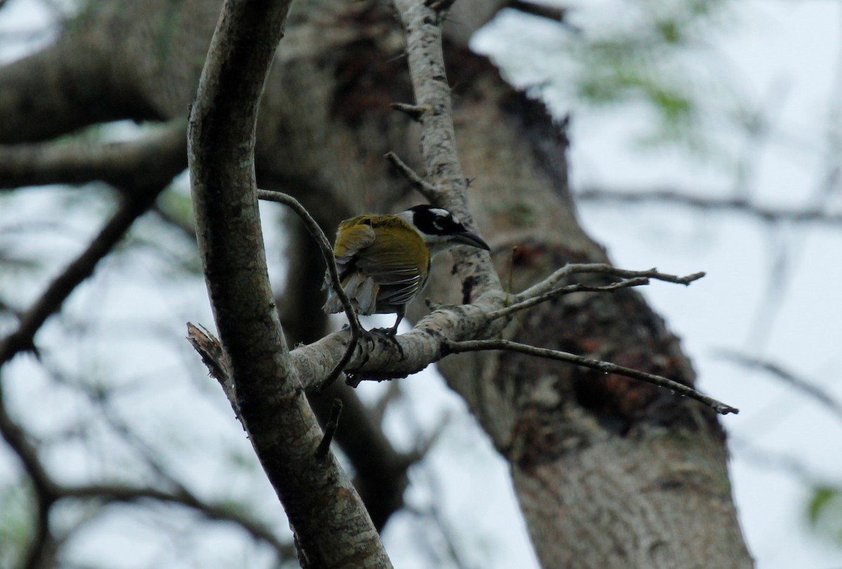 Black-crowned Palm-Tanager - Matt Baumann