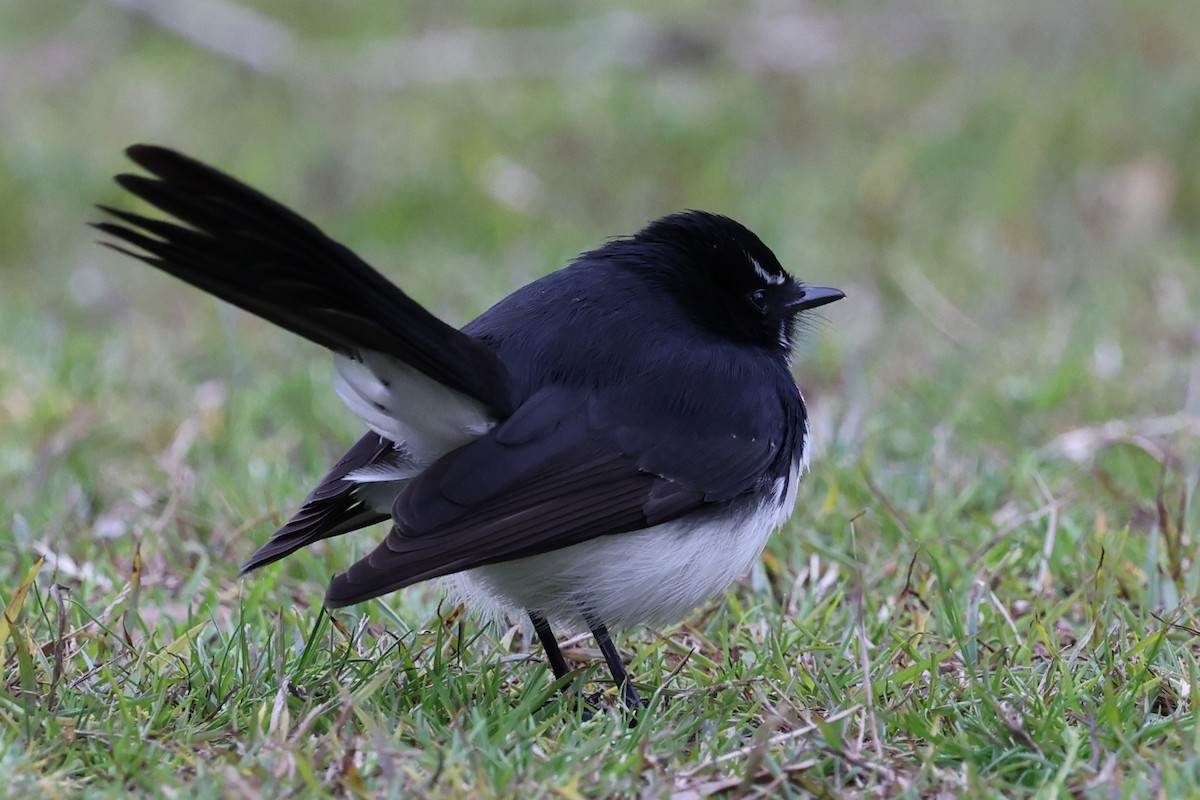 Willie-wagtail - ML629362357