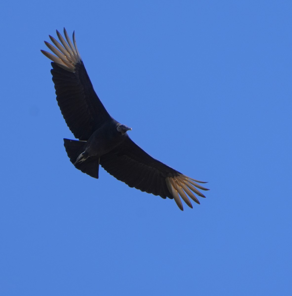 Black Vulture - ML629362407