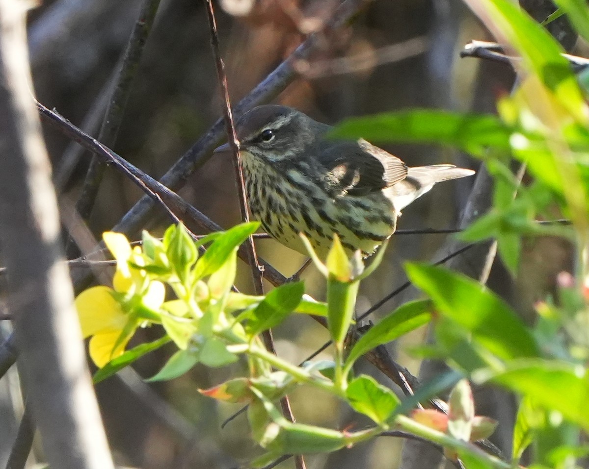 Northern Waterthrush - ML629362526