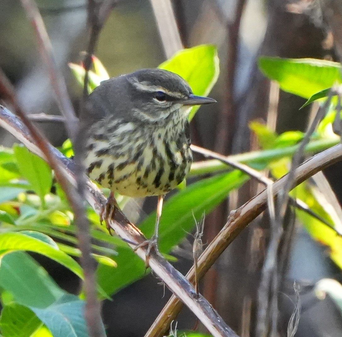 Northern Waterthrush - ML629362552