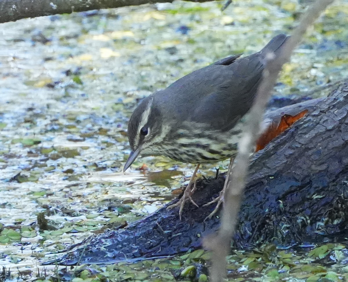 Northern Waterthrush - ML629362602