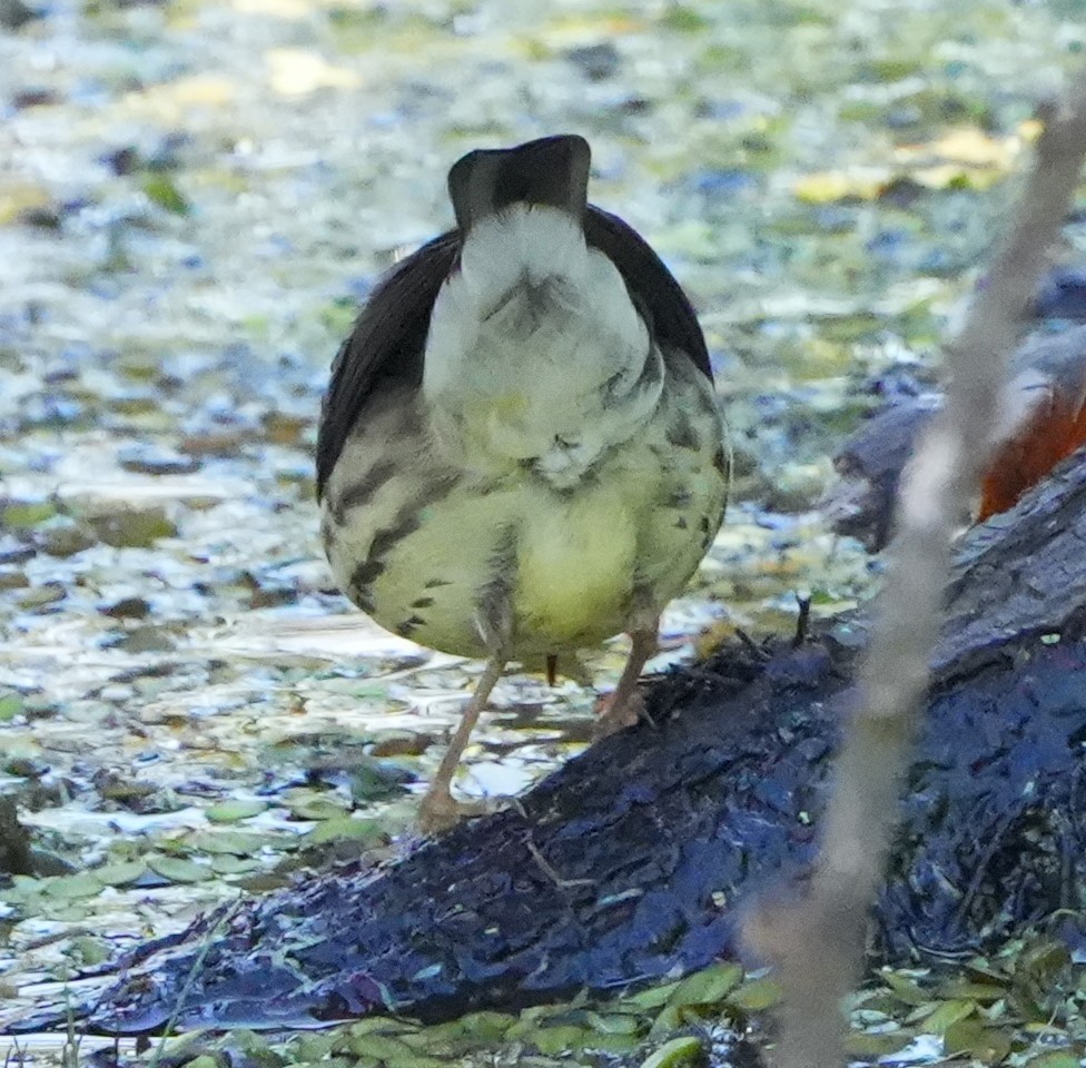 Northern Waterthrush - ML629362634