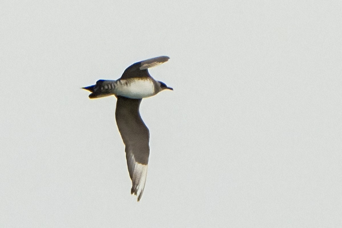 eBird Checklist - 19 Jan 2025 - FL-St. George Island-The Plantation ...