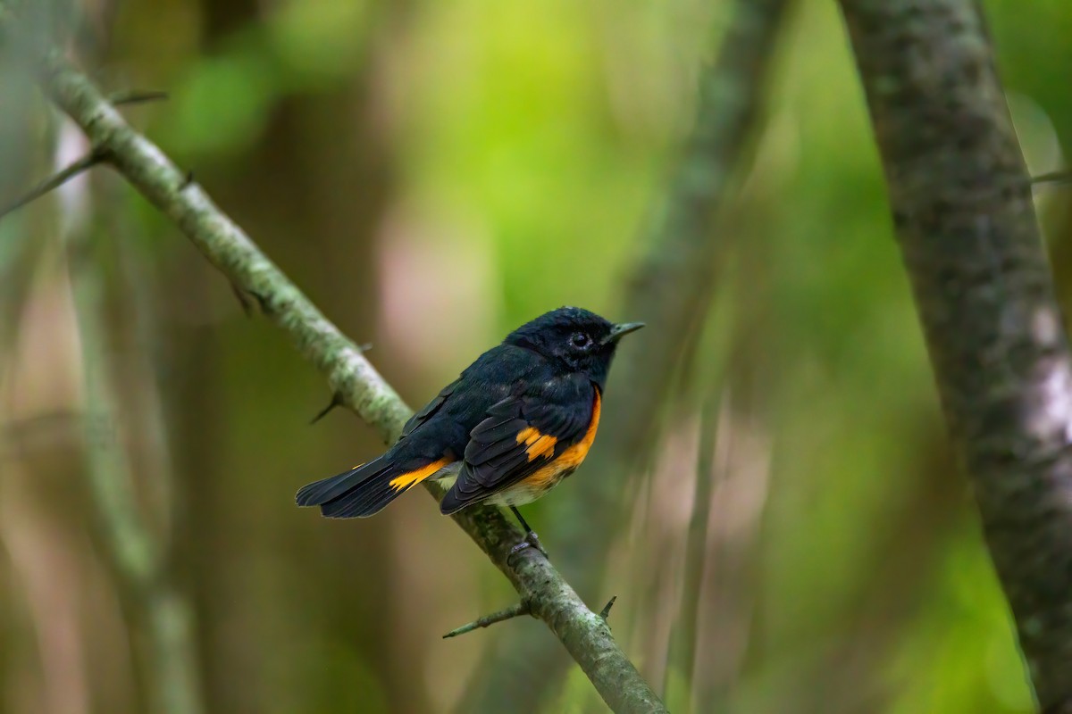 American Redstart - ML629362744