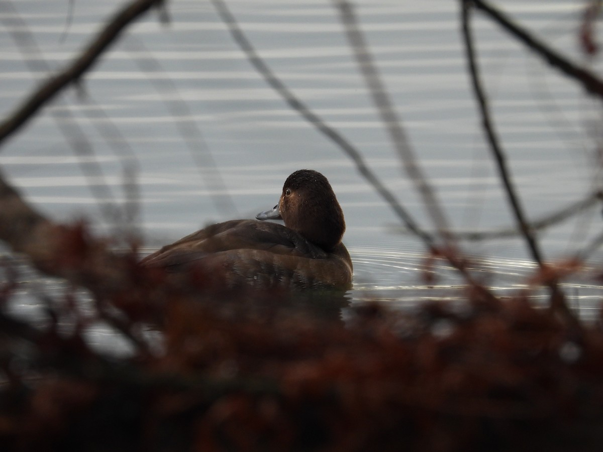 Redhead - ML629362818