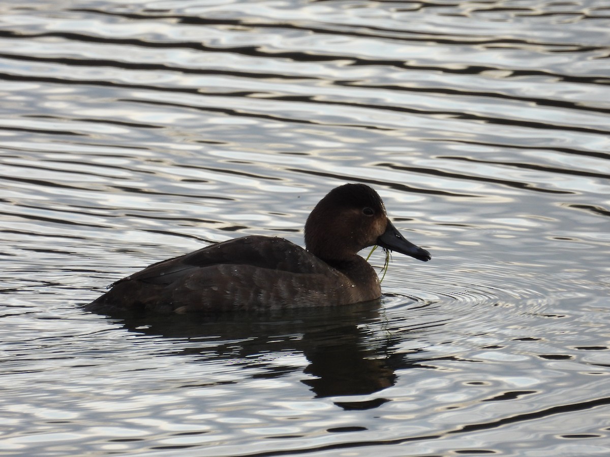 Redhead - ML629362819