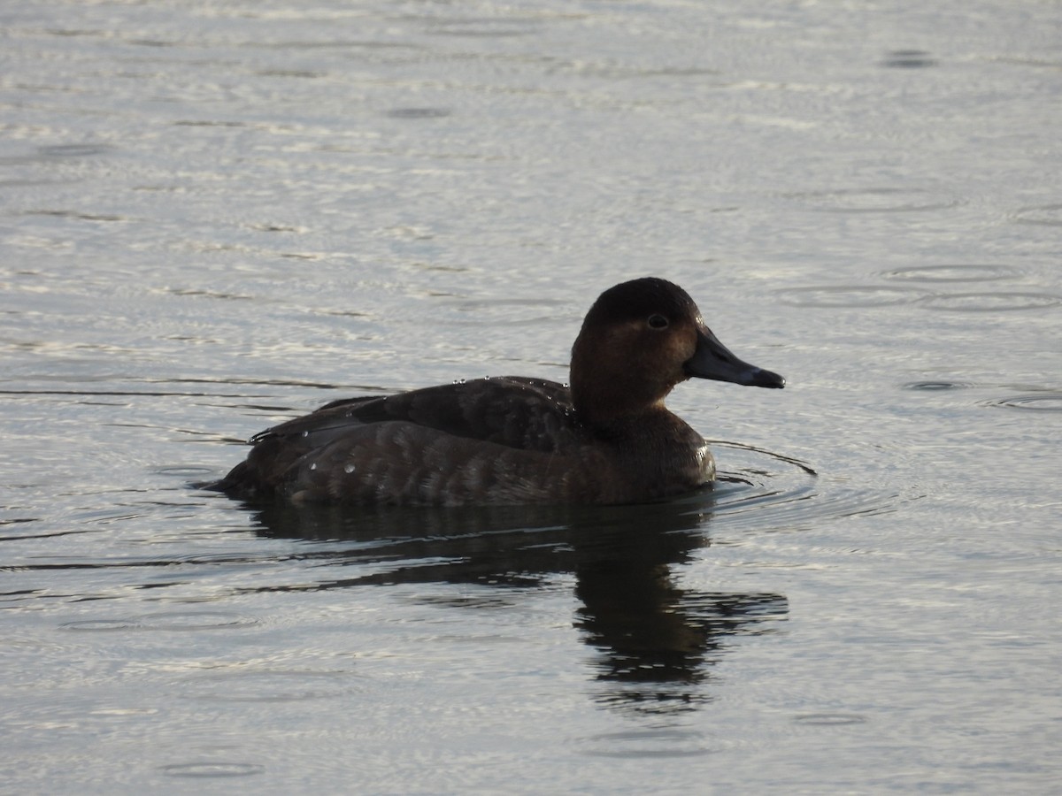 Redhead - ML629362820