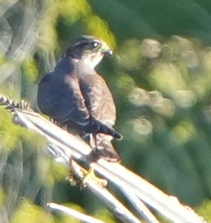 Boz Doğan - ML629362839