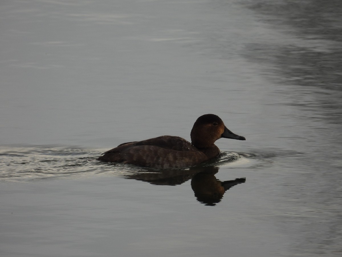 Redhead - ML629362850