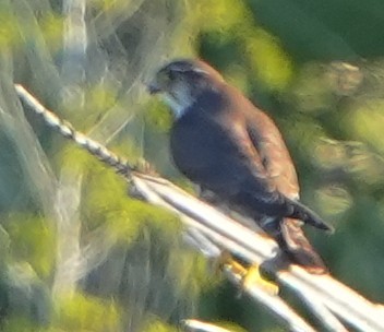 Boz Doğan - ML629362856