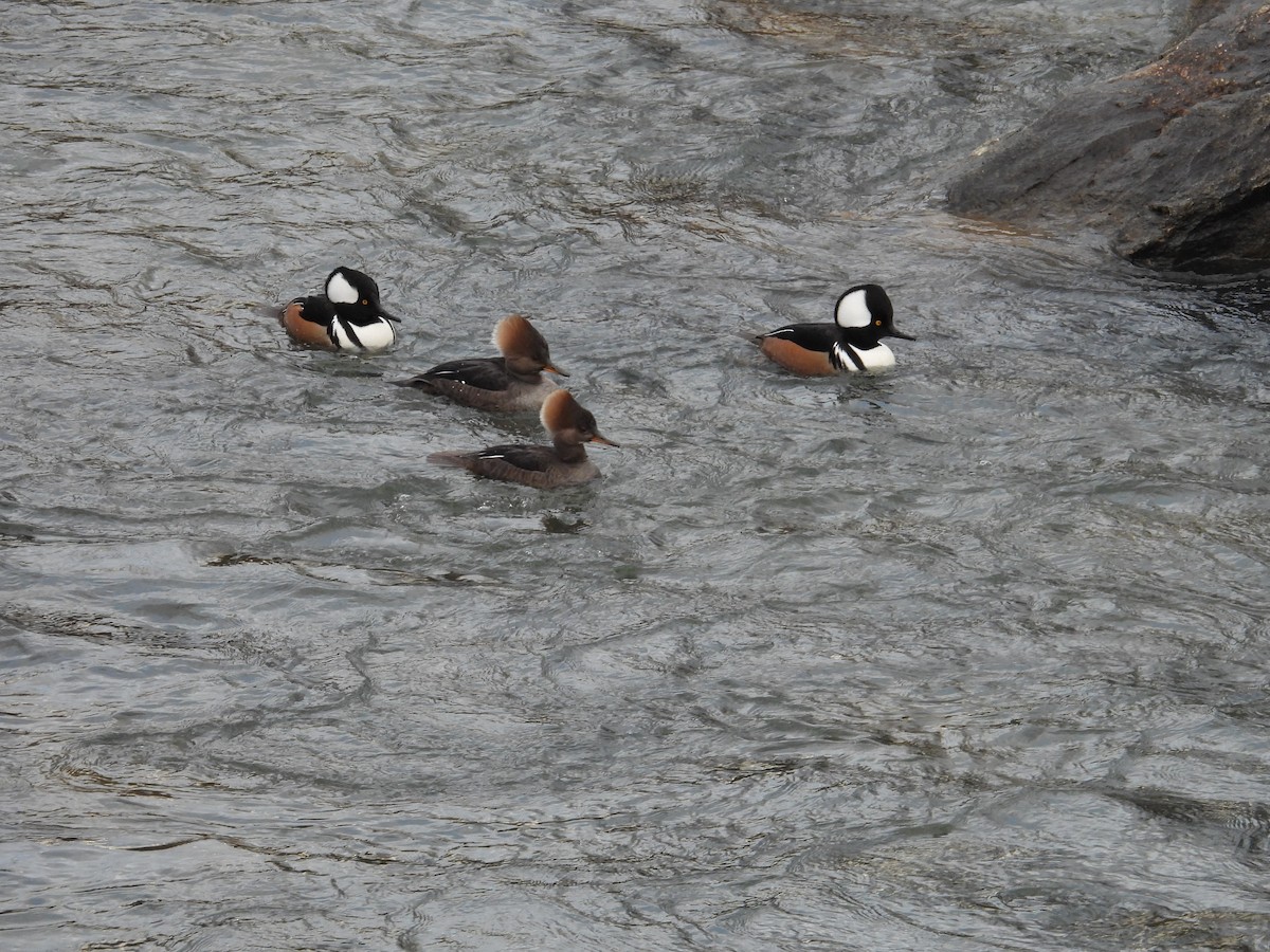 Hooded Merganser - ML629362867