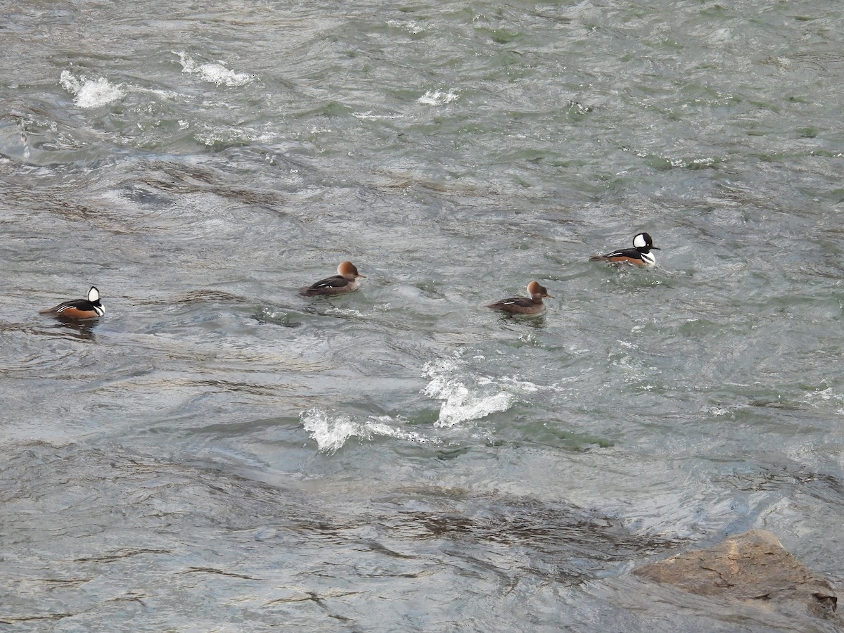 Hooded Merganser - ML629362868