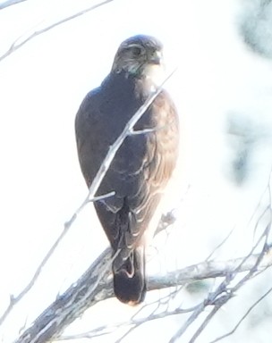 Boz Doğan - ML629362871