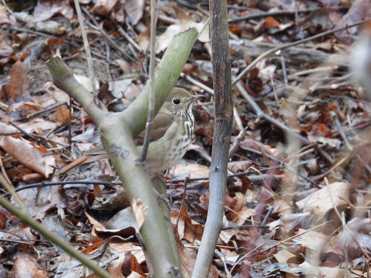 Hermit Thrush - ML629362900