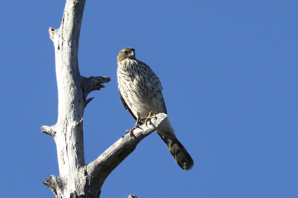 Cooper's Hawk - ML629362903