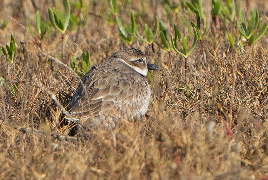 Kıyı Cılıbıtı - ML629362908